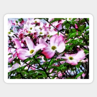 Spring - Pink Dogwood Blossoms Sticker